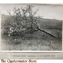 Press photo , WW1 Western front , Fruit tree cut down by shell fire