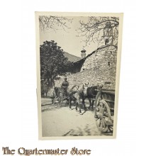 (Studio Photo) Postkarte 1916 Osterreich Soldat mit Pferd transport
