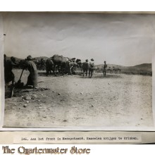 Press photo , front of Mesopotamia,, Camels drinking