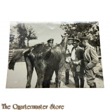 Photo 1915 Deutsche Kavaleristen mit Pferd