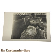 (Feld)postkarte 1916 Deutscher Soldat mit Pferd