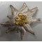 Edelweiss Austrian Gebirgs truppen 