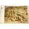 Foto groep ned militairen 1914-18 voor bomengroep