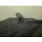 Joegoslavie greatcoat WW2