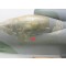 Gloster Meteor (handgebouwd van hout)