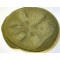  US WW2 M1941 Jeep Cap