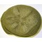  US WW2 M1941 Jeep Cap