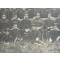 Groep officieren in zwarte tenue 1905-1910 voor barak
